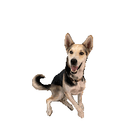 granatrio dog animal hola perro Sticker