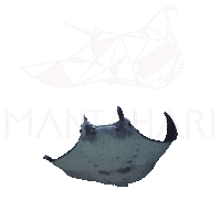 Manta Sticker by Mantahari Ocean Care