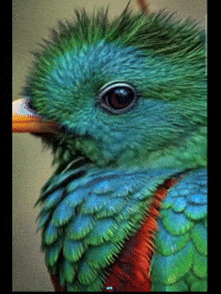 Guatemala Maya GIF