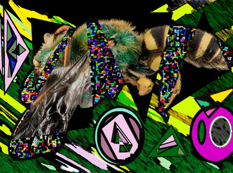 oddlyoren giphygifmaker bees GIF