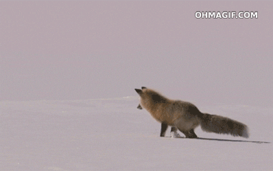 fox burying GIF