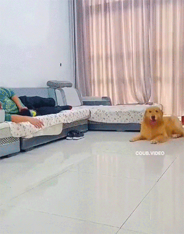 cuteanimalland giphyupload GIF