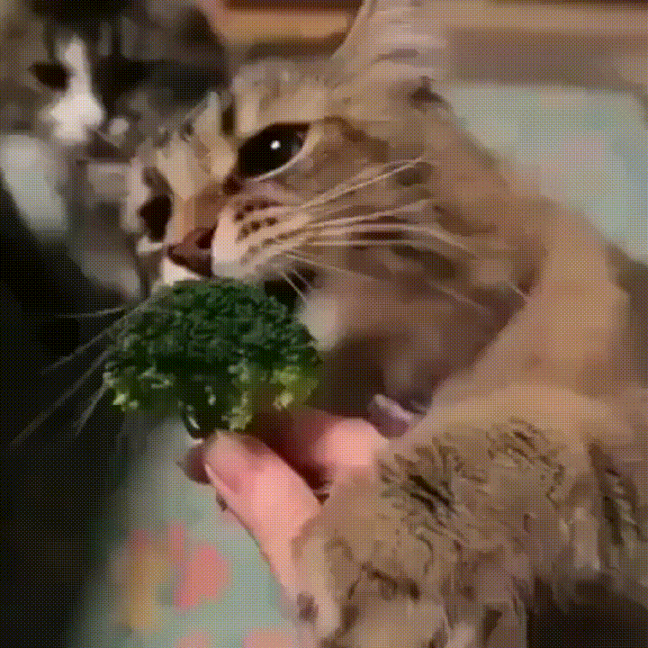 cat eat GIF