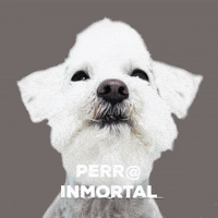 wawawropaperros wawaw GIF