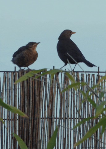 birds arguing GIF by Cheezburger