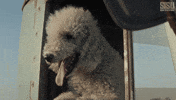 Dog Hanging Out GIF by Sony Pictures
