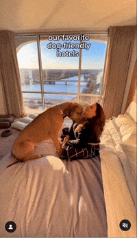 GIF by The Dodo