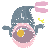 Fish Ukh Sticker