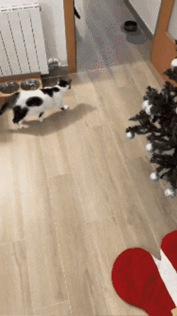 sandracaceres976a6dbc8b454fb186b8b704fd6590e2 giphygifmaker GIF