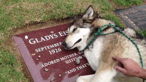 dog grave GIF