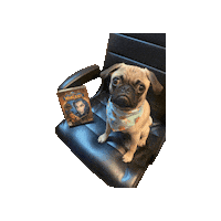 World Of Warcraft Wow Sticker by Geekster Pets