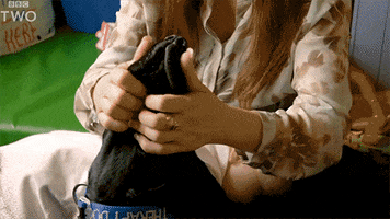 bbc dog puppy bbc mouth GIF