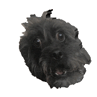 dog omg Sticker by namslam