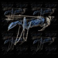 balazsvarga loop blue fly infinite GIF