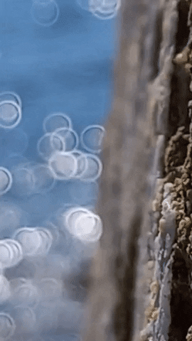 Simongip giphygifmaker GIF