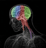 brain mri GIF