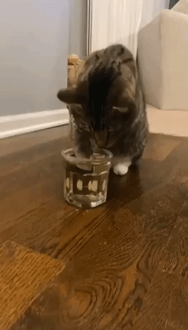 Cat Looks Dazed and Confused After Drinking Catnip