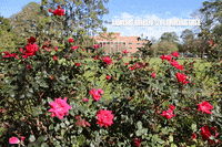 flowers #fsu #noles #nole #landis #floridastate #landis green GIF by Florida State University