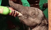 baby elephant GIF