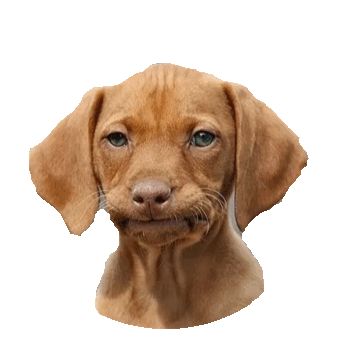 Face Yes Sticker by imoji