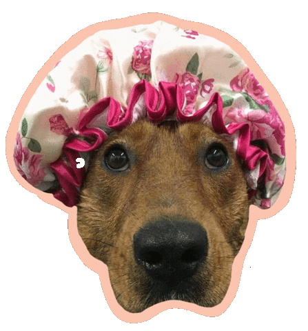 Dog Sticker