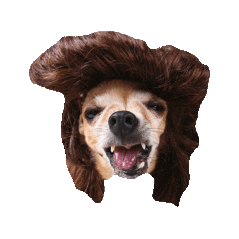 laugh laughing STICKER by imoji