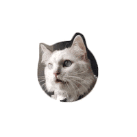 IXSERA cat cats larry bolts Sticker