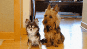 Awesome Dog GIF by America's Funniest Home Videos