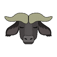 Water Buffalo Cow Sticker