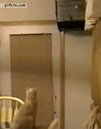 cat jumps GIF
