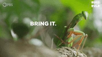 Try Me Bring It GIF by PBS