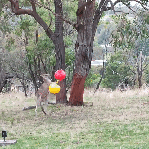 Kangaroo Grapples With Balloons