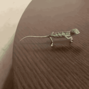 chameleon GIF