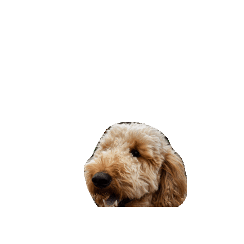 Dogs Dinosaur Sticker by Geekster Pets