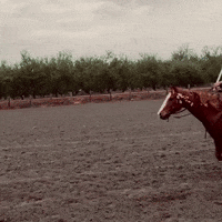 dezmineann black horse flag cowboy GIF