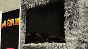 AsmodeeGames wtf surprise kitten waiting GIF