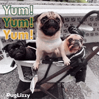 I Want Foodie GIF
