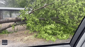 Severe Weather Topples Trees in Tolar, Texas
