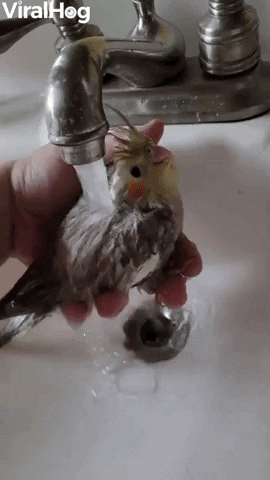 Baby Birds First Bath GIF by ViralHog