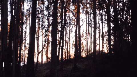 Dusk @ Forest