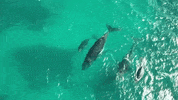 Open Water Swimming GIF by Oceana
