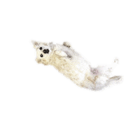 almaforrer dog animal tired sleeping Sticker