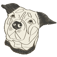 holytiger tiger barber haircut holy Sticker