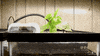 fish tank tech GIF