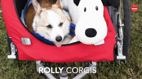 Dog Puppy GIF by BuzzFeed