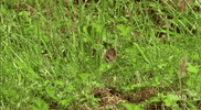 hiding peek GIF by Nat Geo Wild 
