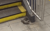 rat GIF