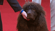 Hungry On My Way GIF by American Kennel Club