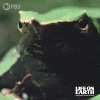 Screaming David Attenborough GIF by PBS