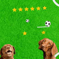 Sport Soccer GIF by EloPets